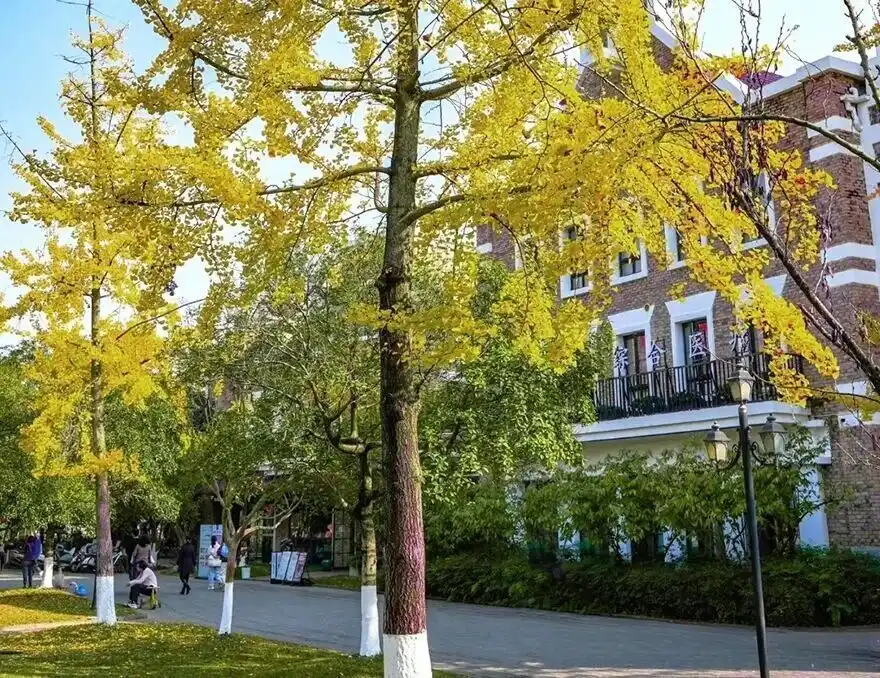 Paths in Chengdu Nanhu Wetland Park