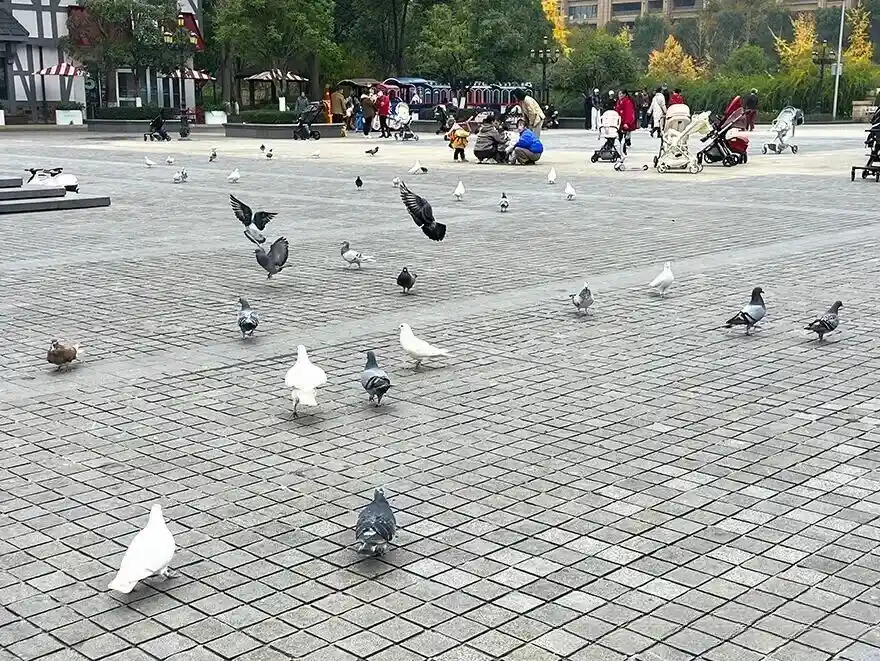 Pigeons at Chengdu Nanhu Wetland Park