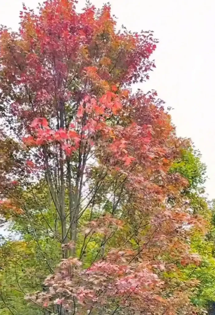 Red maple leaves at Hengshan Huahu Scenic Area