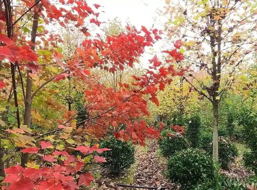 Red maple leaves at Hengshan Red Maple Ridge