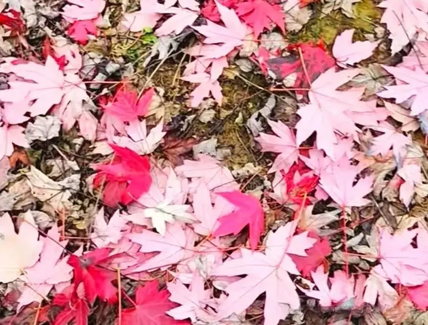Red maple leaves on the ground