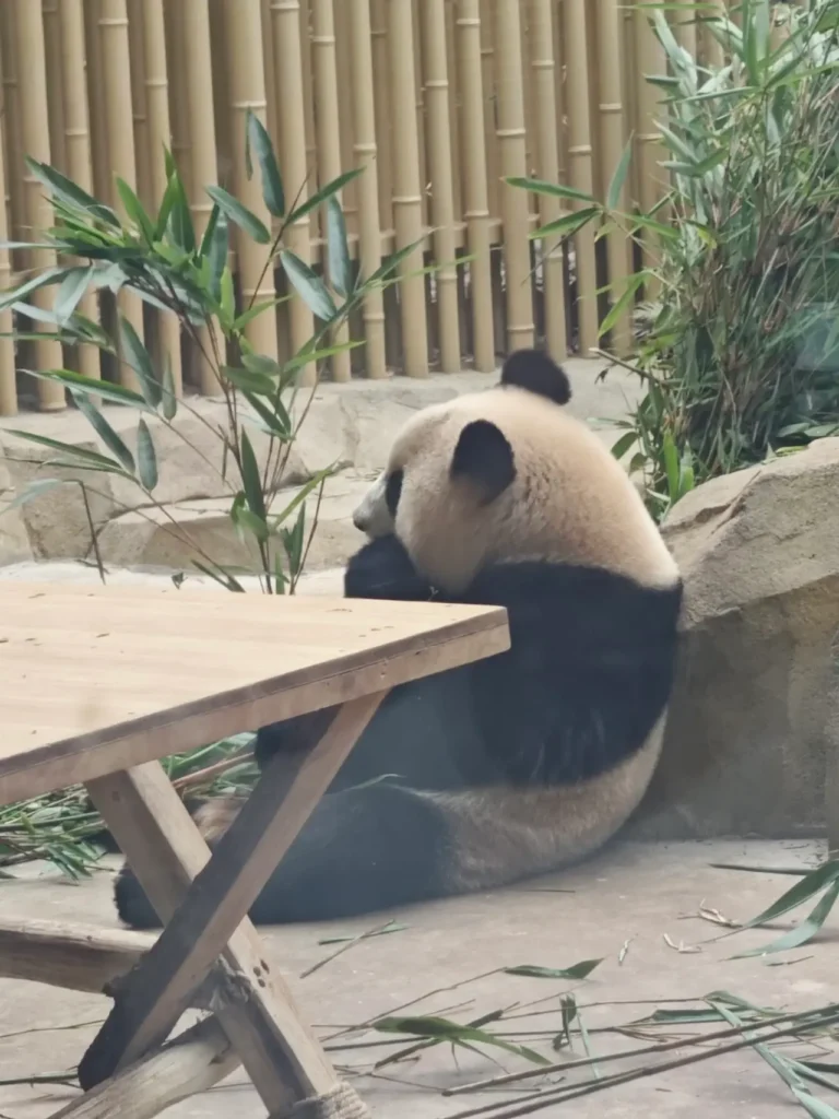 pandas at the Chengdu Research Base of Giant Panda Breeding