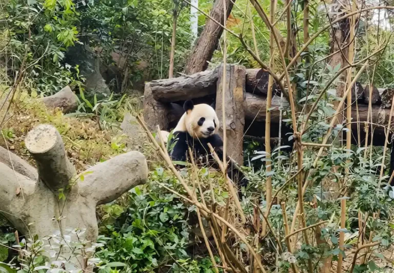 pandas at the Chengdu Research Base of Giant Panda Breeding