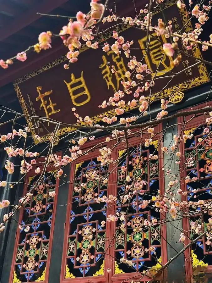 Plum blossoms at Qingyang Palace in Chengdu