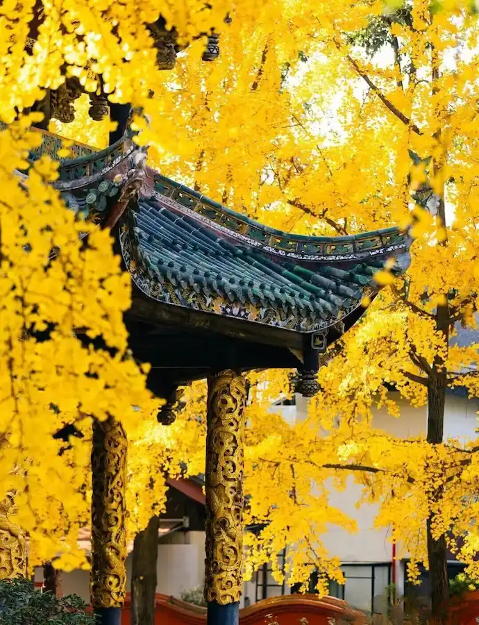 The ginkgo tree in Chengdu Qingyang Palace