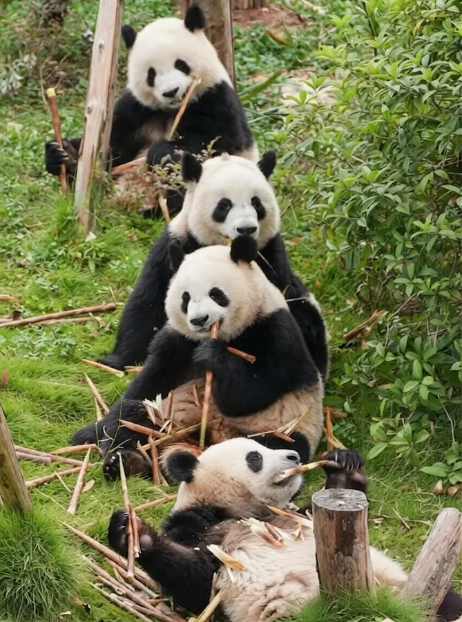Chengdu Research Base of Giant Panda Breeding