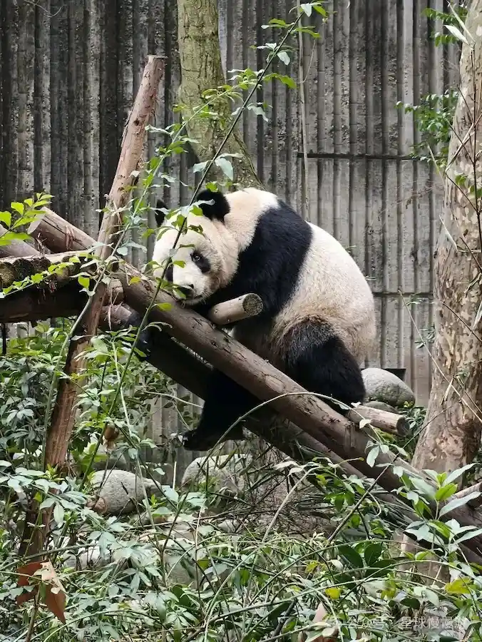 Giant panda climbing on wooden logs