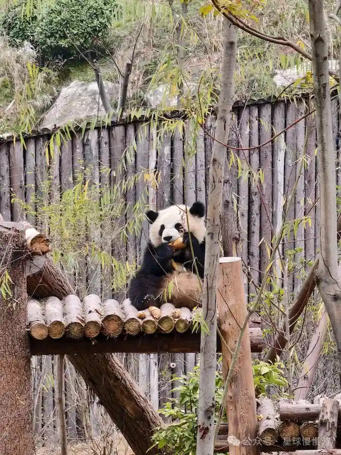 Giant panda eating bamboo on a platform