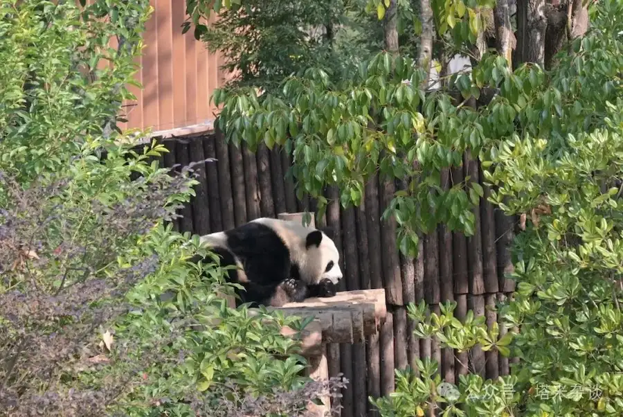 Giant panda resting on a wooden platform