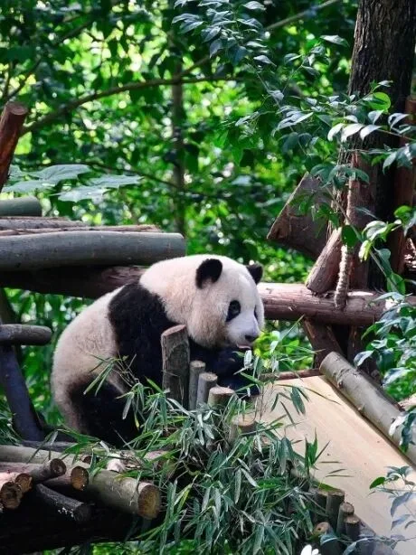 Giant panda sitting among greenery