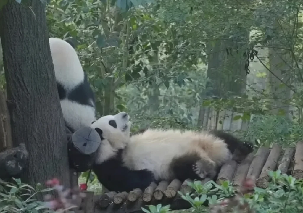 Active panda climbing a tree at the research base during the best time to go to Chengdu China for wildlife viewing