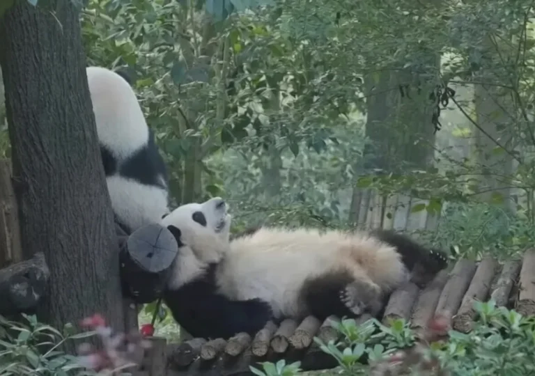 Active panda climbing a tree at the research base during the best time to go to Chengdu China for wildlife viewing