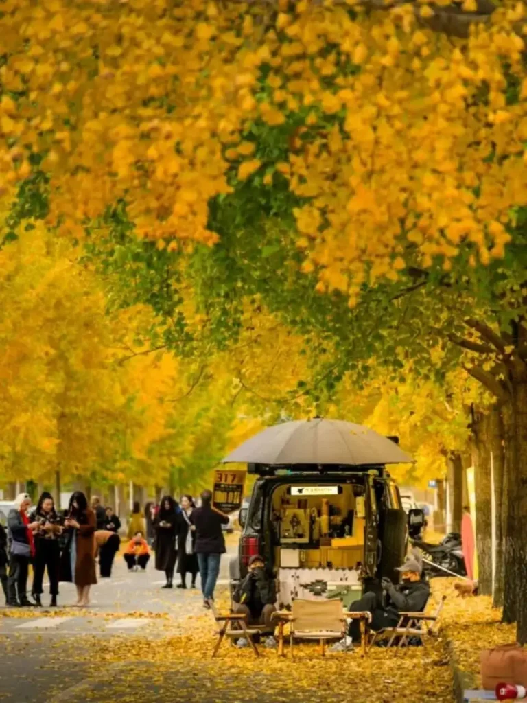 Pedestrians walking under golden ginkgo trees in autumn, the best time of the year to visit Chengdu for photography
