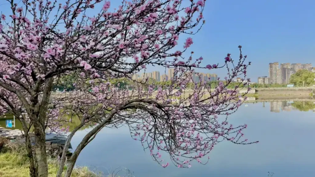 Spring peach blossoms blooming in Longquanyi during the best time of year to visit Chengdu