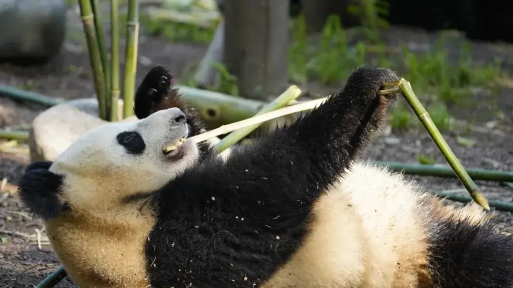 Giant panda eating bamboo at Chengdu panda sanctuary