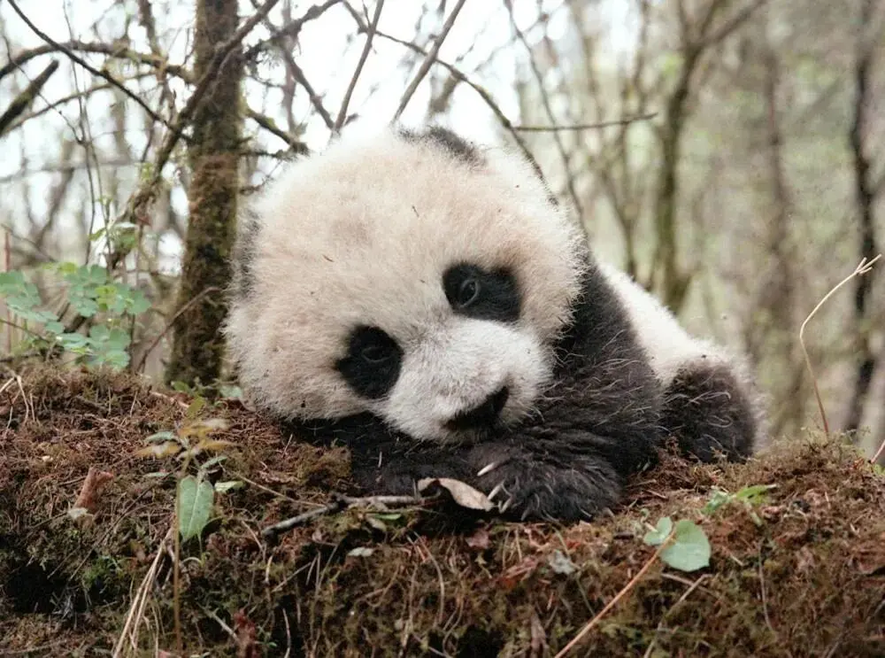 Giant panda resting at Wolong Shenshuping base, China